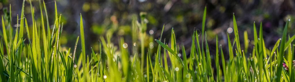 close up of long grass with dew